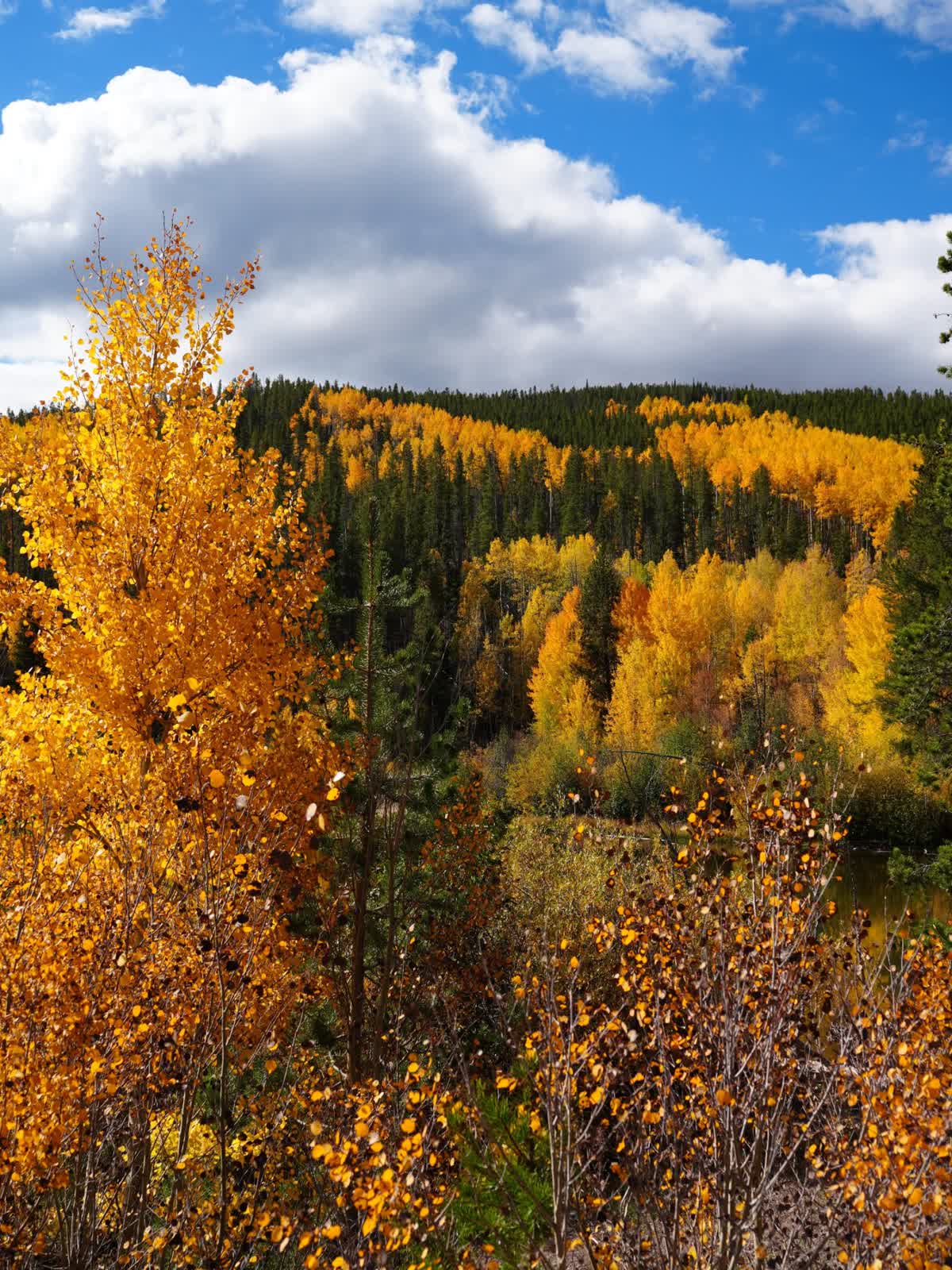 Hillside of golden aspens above Rainbow Lake in early October