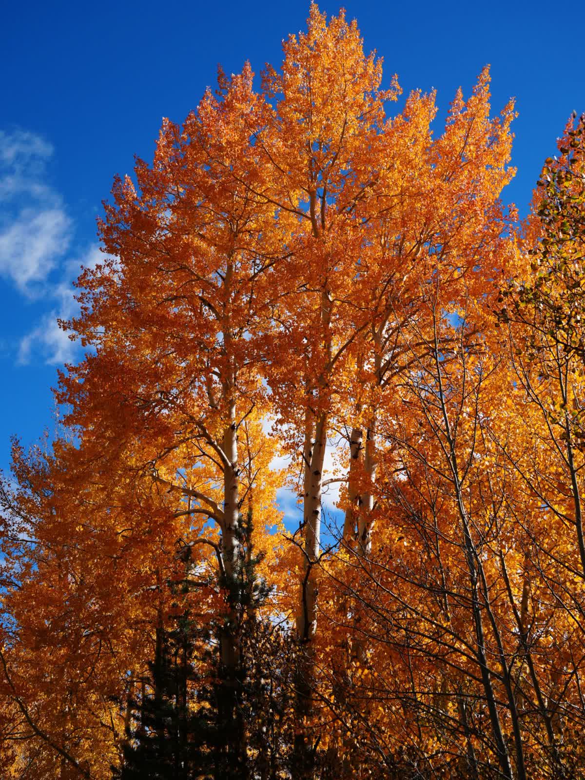 Towering golden aspens against a blue October sky on the Rainbow Lake Trail