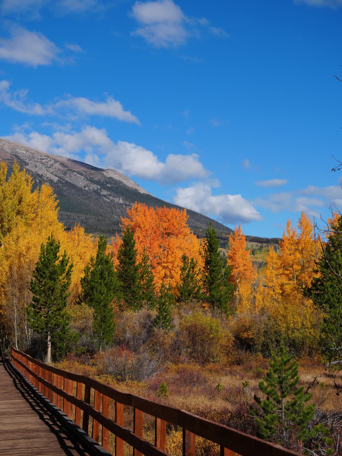Boardwalk trail through wetlands with orange aspens and mountain views, Rainbow Lake Trail