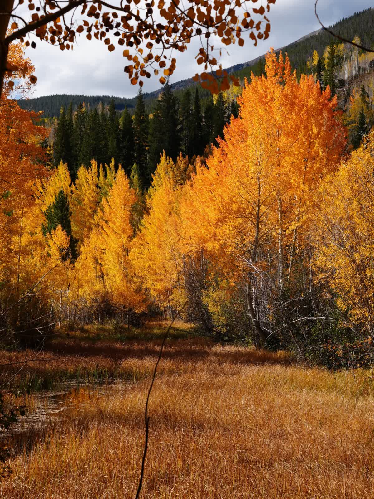Golden aspen meadow along the Rainbow Lake Trail, Frisco Colorado