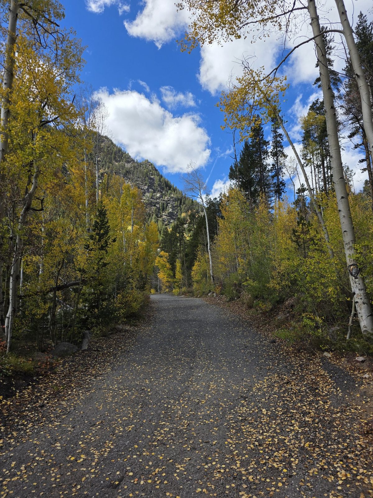 Gravel trail winding through golden aspen trees with a mountain peak behind, North Tenmile Creek Trail in fall
