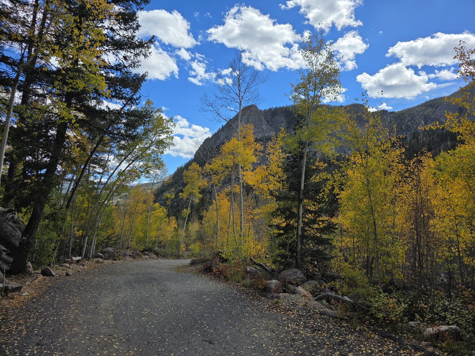 Golden aspens on the North Tenmile Creek Trail
