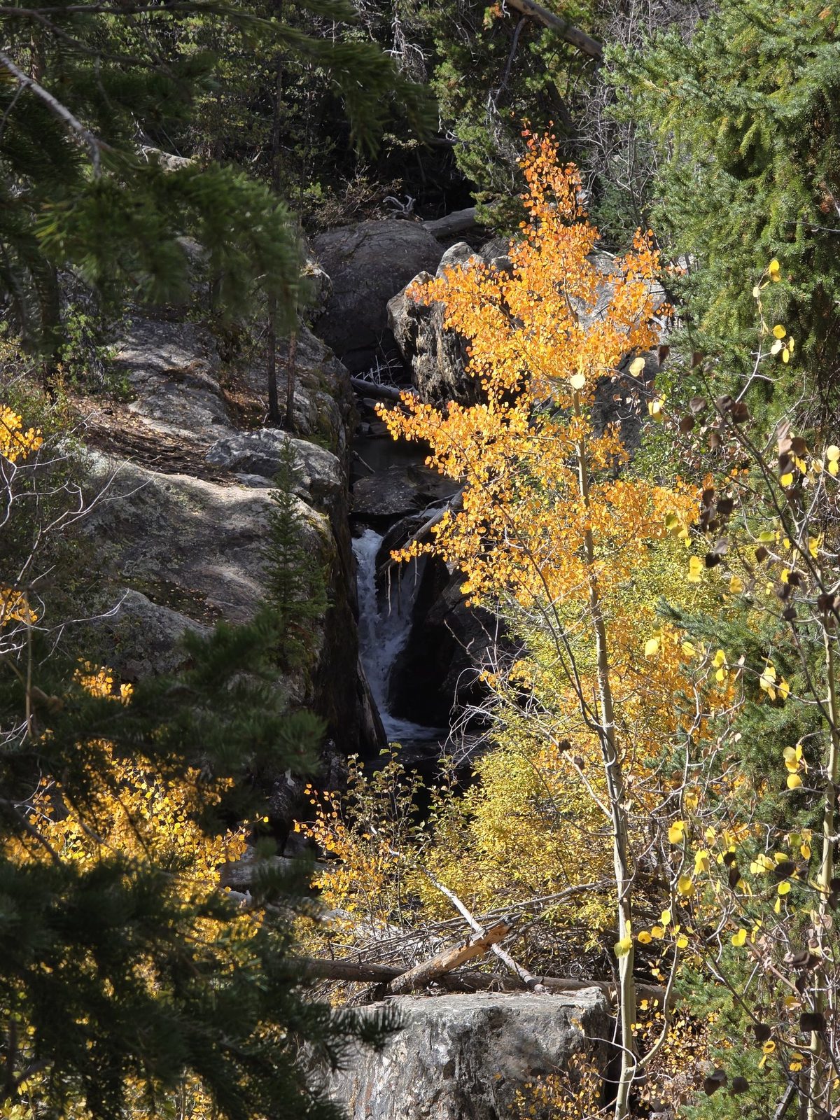 Waterfall surrounded by pines and golden fall foliage along North Tenmile Creek